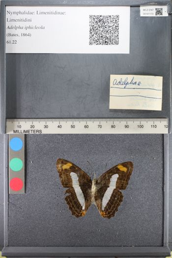 Media type: image;   Entomology 141172
